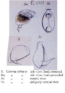 Hudson, C T;P H Gosse (1886): The Rotifera; or wheel-animalcules, both British and foreign. I+II v.2, p.103, pl.26, fig.3